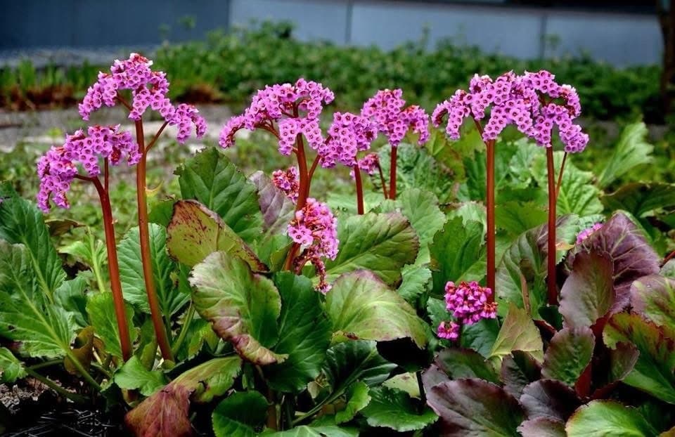 Bergenia cordifolia Rotblum