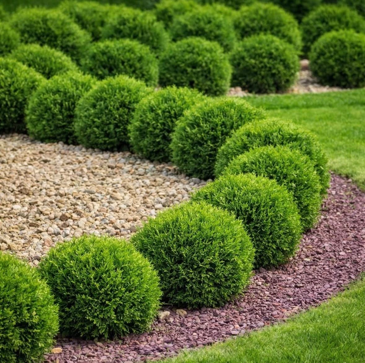 Thuja occ Danica
