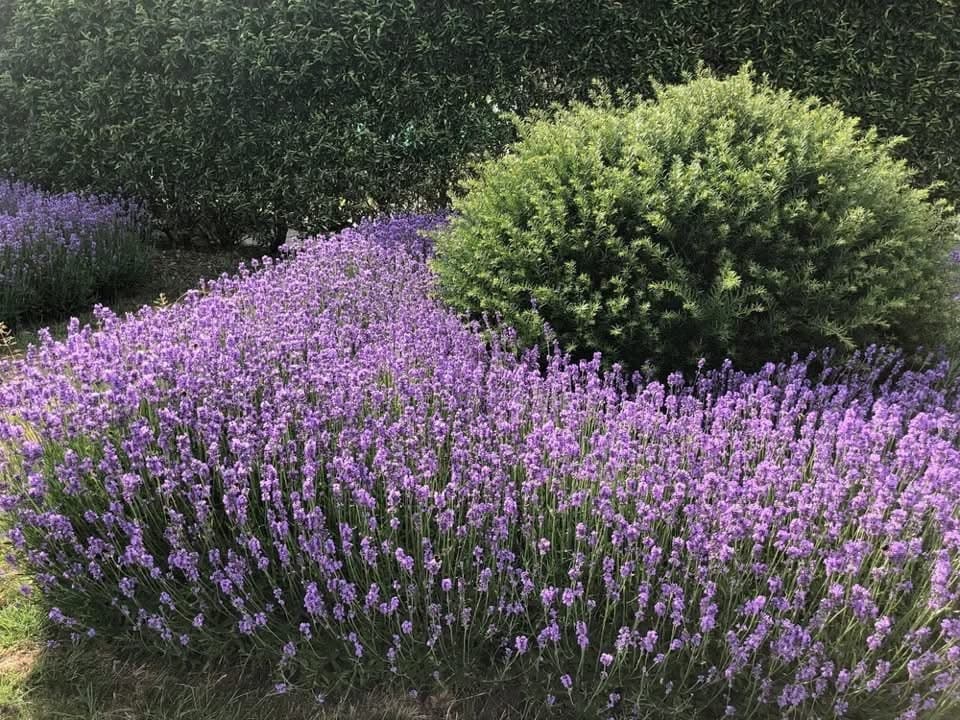 Lavandula ang. Hidcote