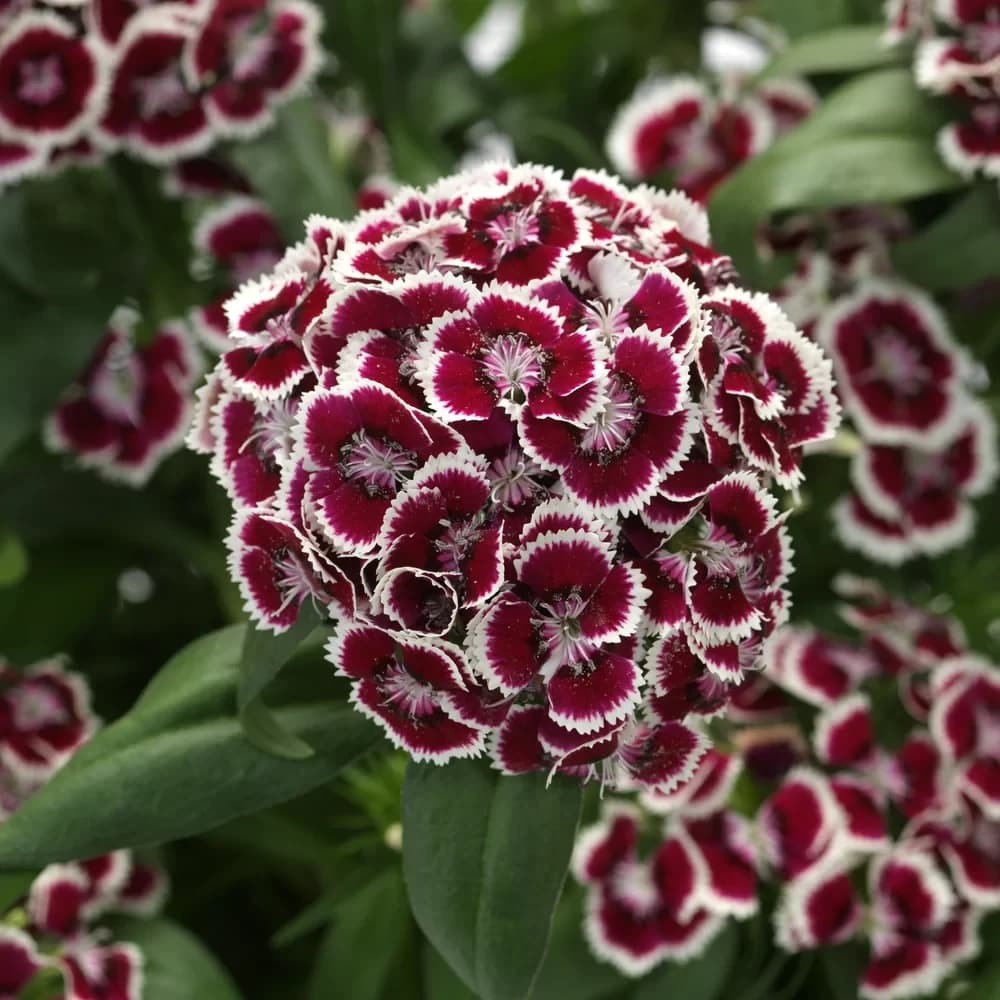 Dianthus Barbatus “Red picotee”