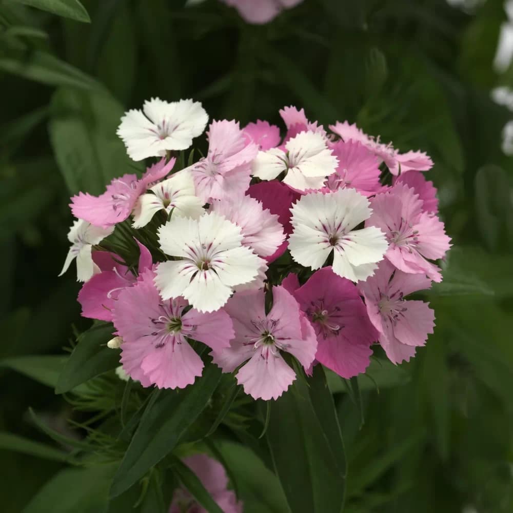 Dianthus barbatus “Pink magician”