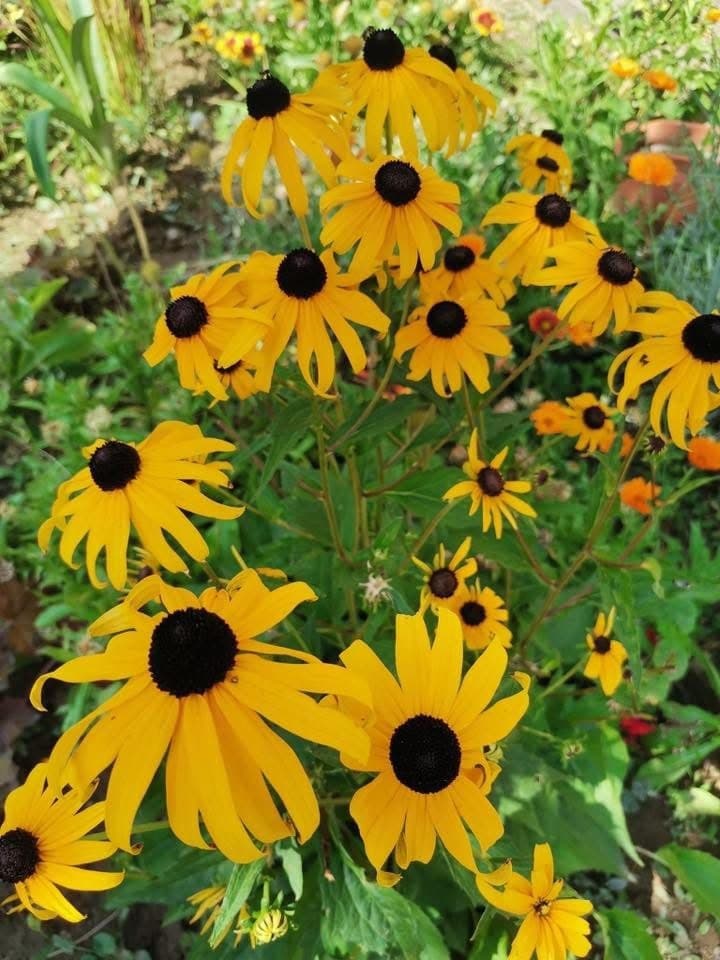 Rudbeckia fulgida “Goldstrum”