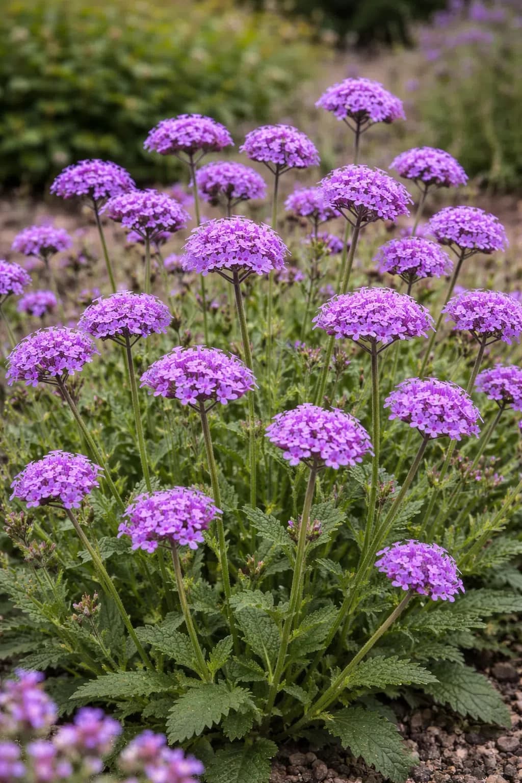 Verbena rigida Venosa Lilac