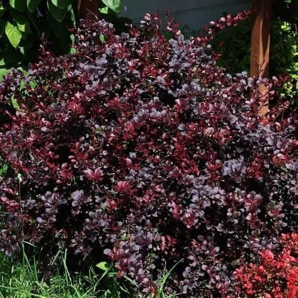 Berberis thunbergii ‘Dart’s Red Lady’