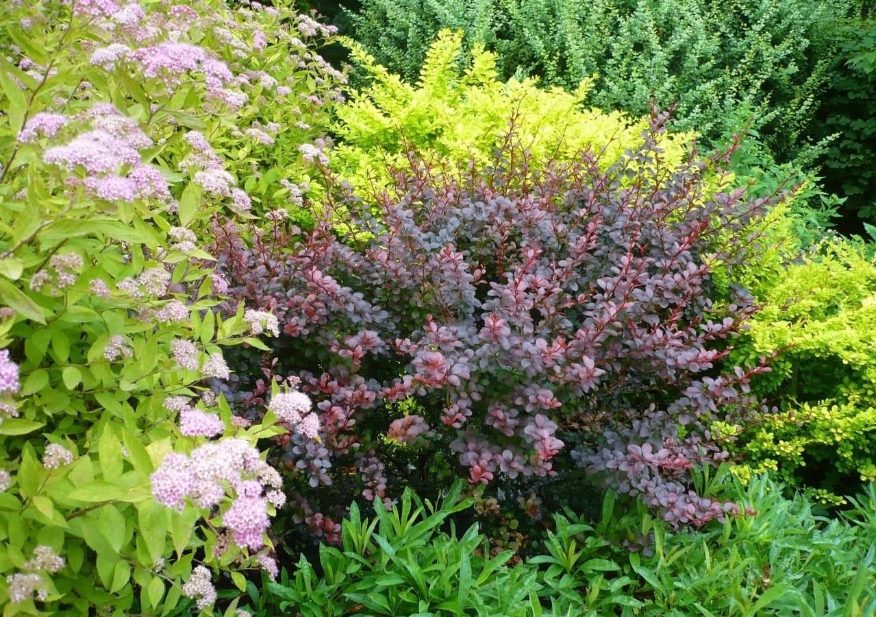 Berberis thunbergii ‘Dart’s Red Lady’