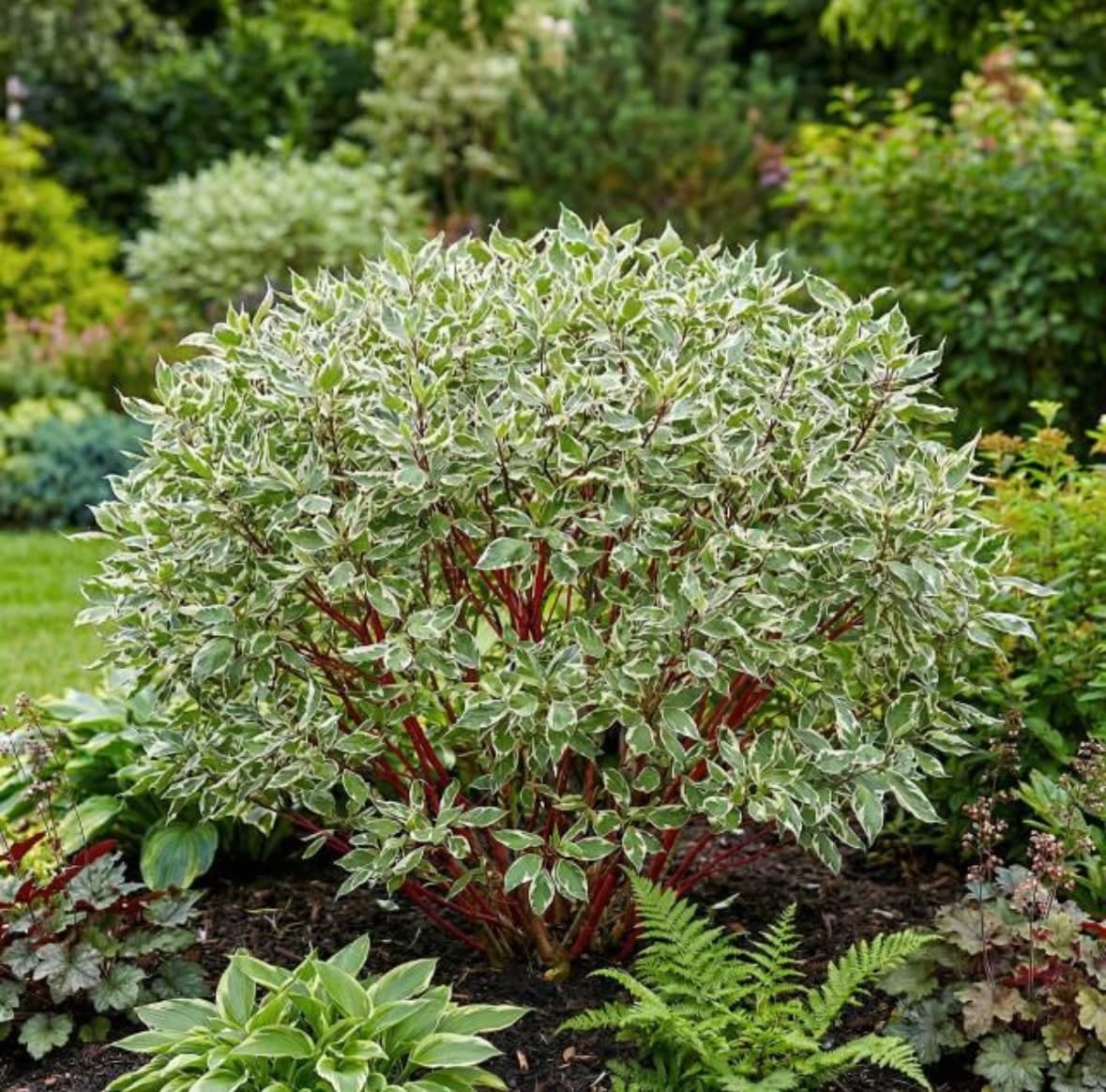 Cornus alba ‘Sibirica Variegata’