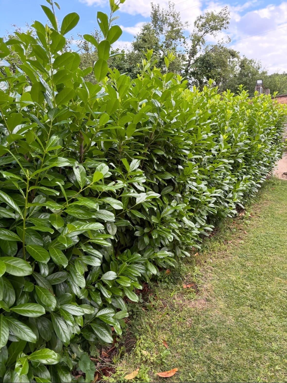 Prunus laurocerasus “Novita”