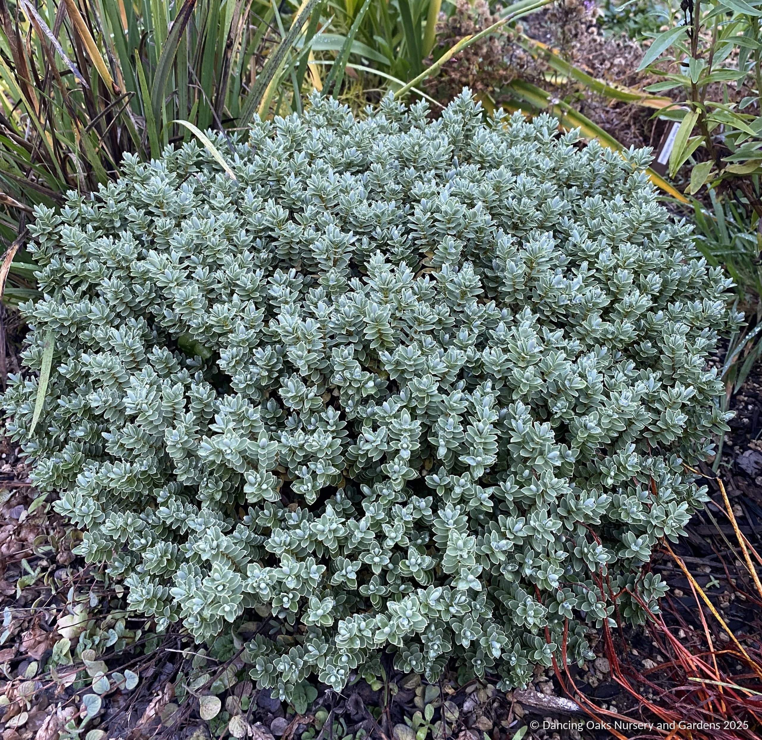 Hebe pinguifolia