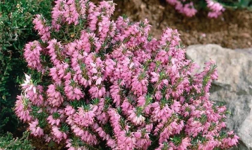 Erica carnea