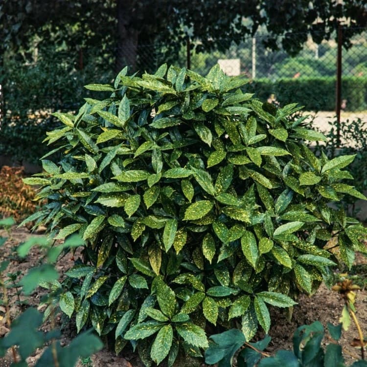 Aucuba japonica
