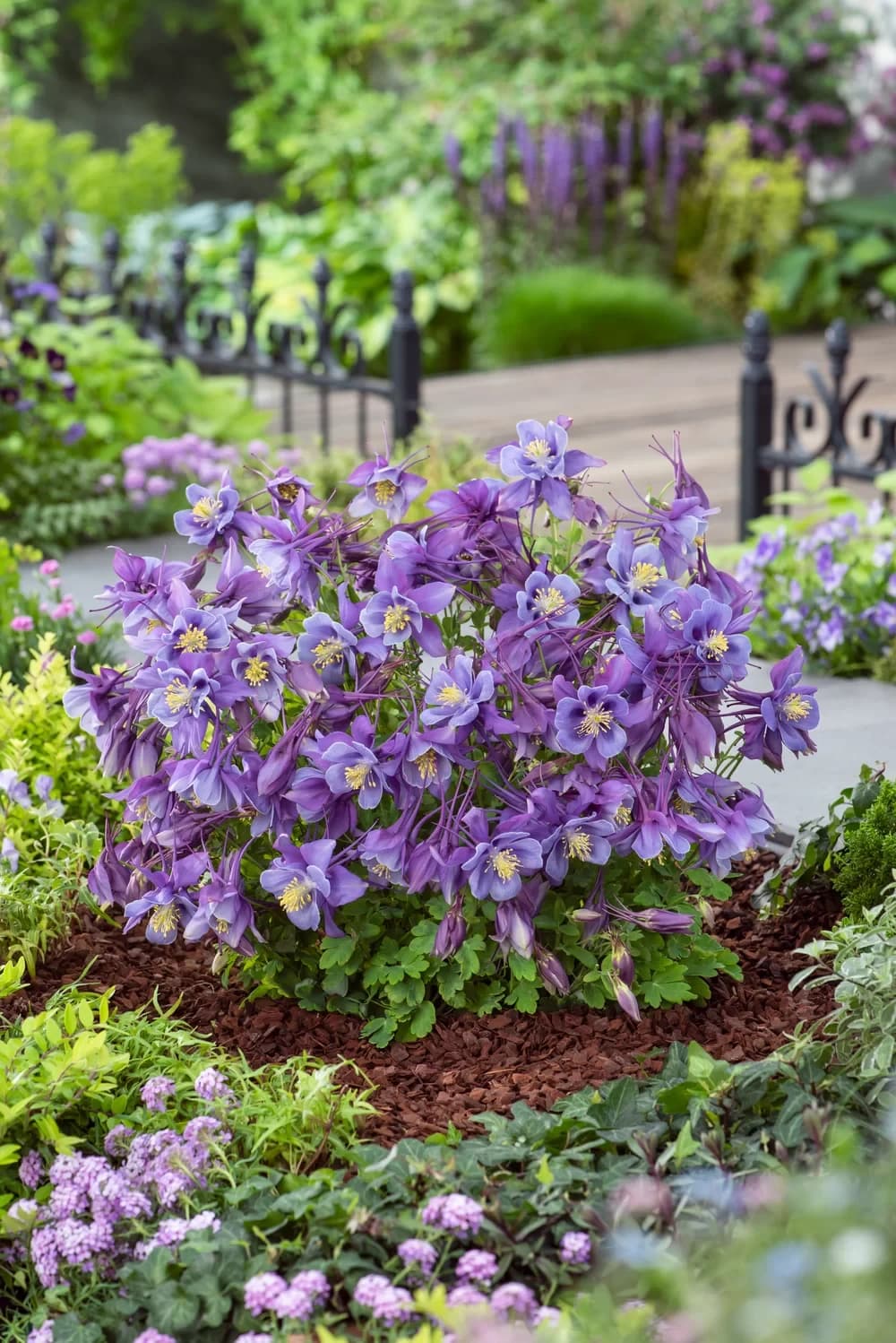 Aquilegia caerulea ʼEarlybirdʼ Purple Blue