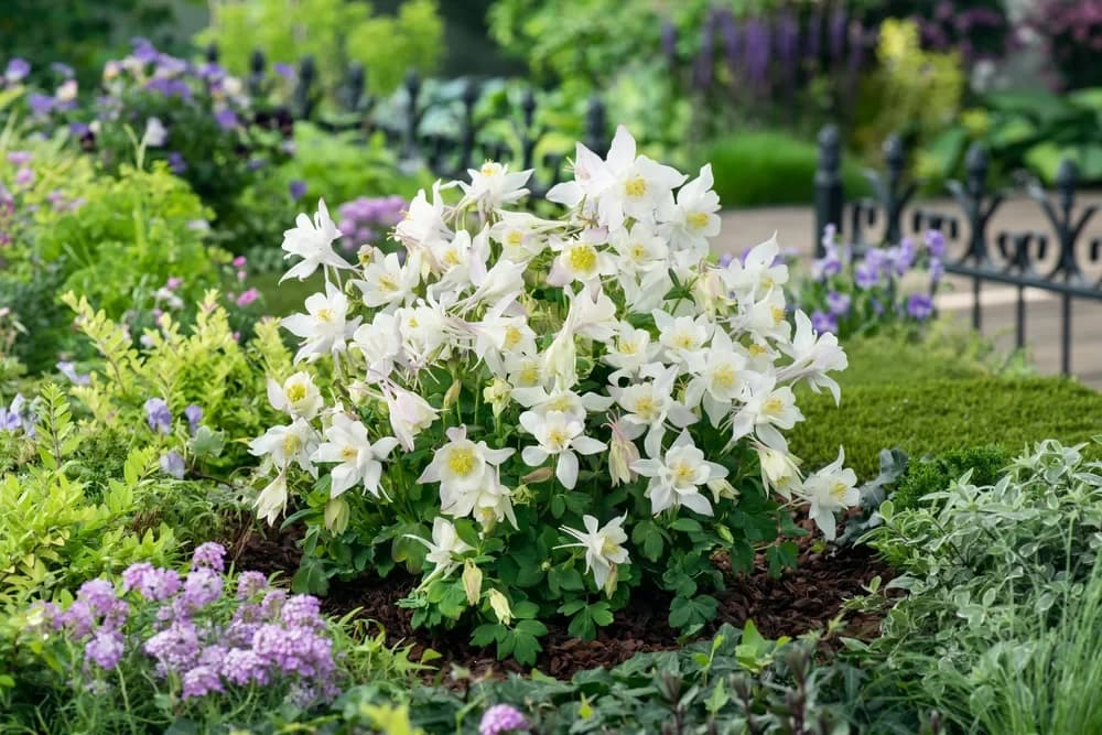 Aquilegia caerulea ʼEarlybirdʼ White
