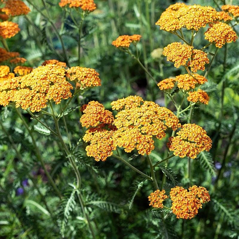 Achillea millefolium 'Milly Rockʼ Yellow Terracotta