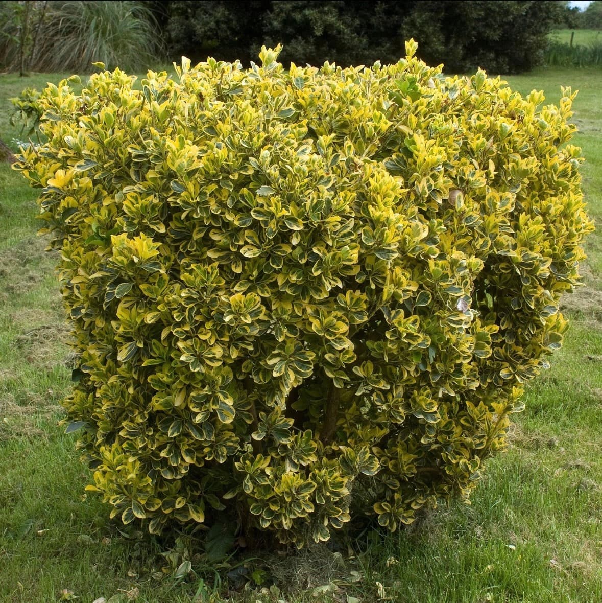 Euonymus japonicus ‘Aureomarginatus’
