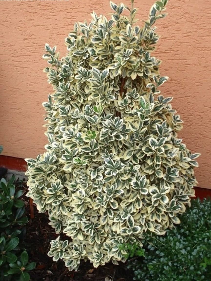 Euonymus japonicus ‘Bravo’