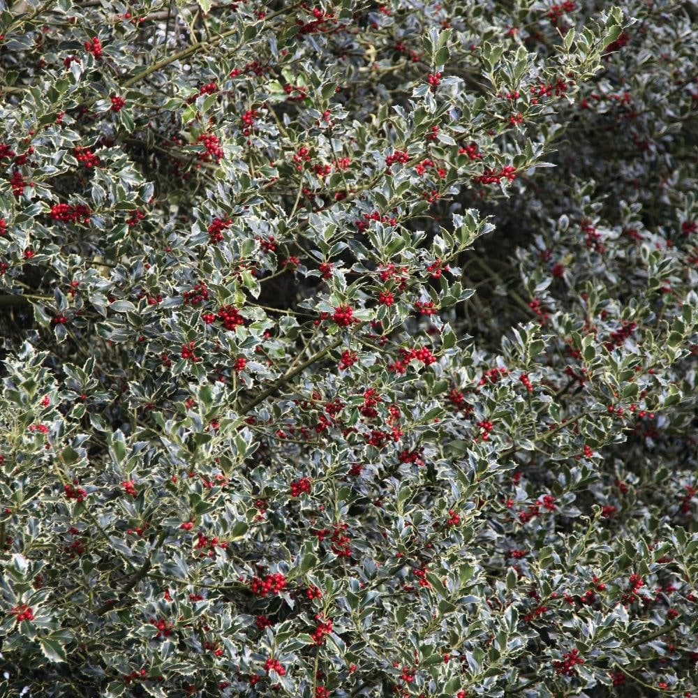 Ilex aquifolium ‘Argentea Marginata’