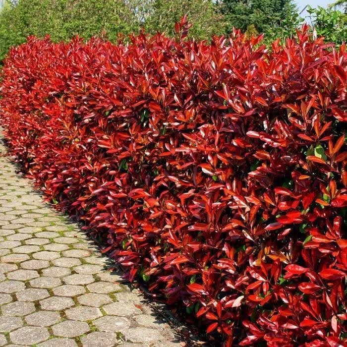 Photinia × fraseri ‘Carré Rouge’ C2
