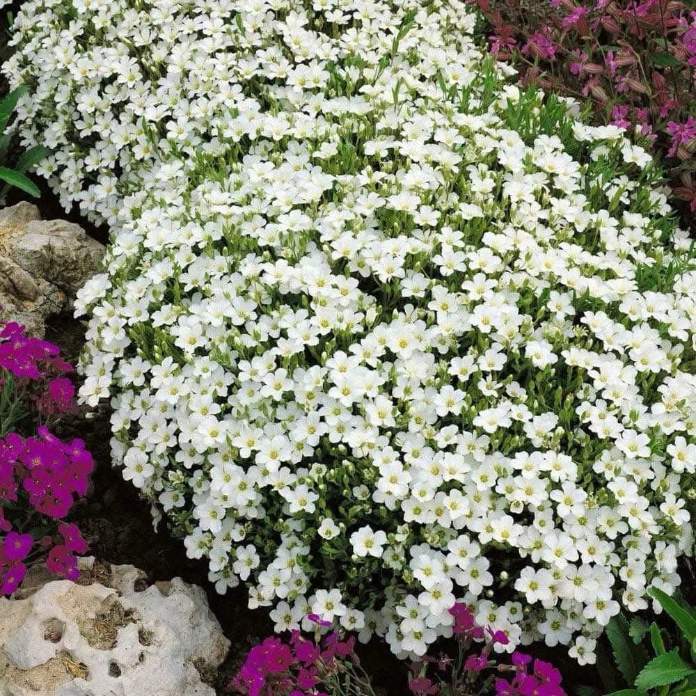 Arenaria montana Ronda White