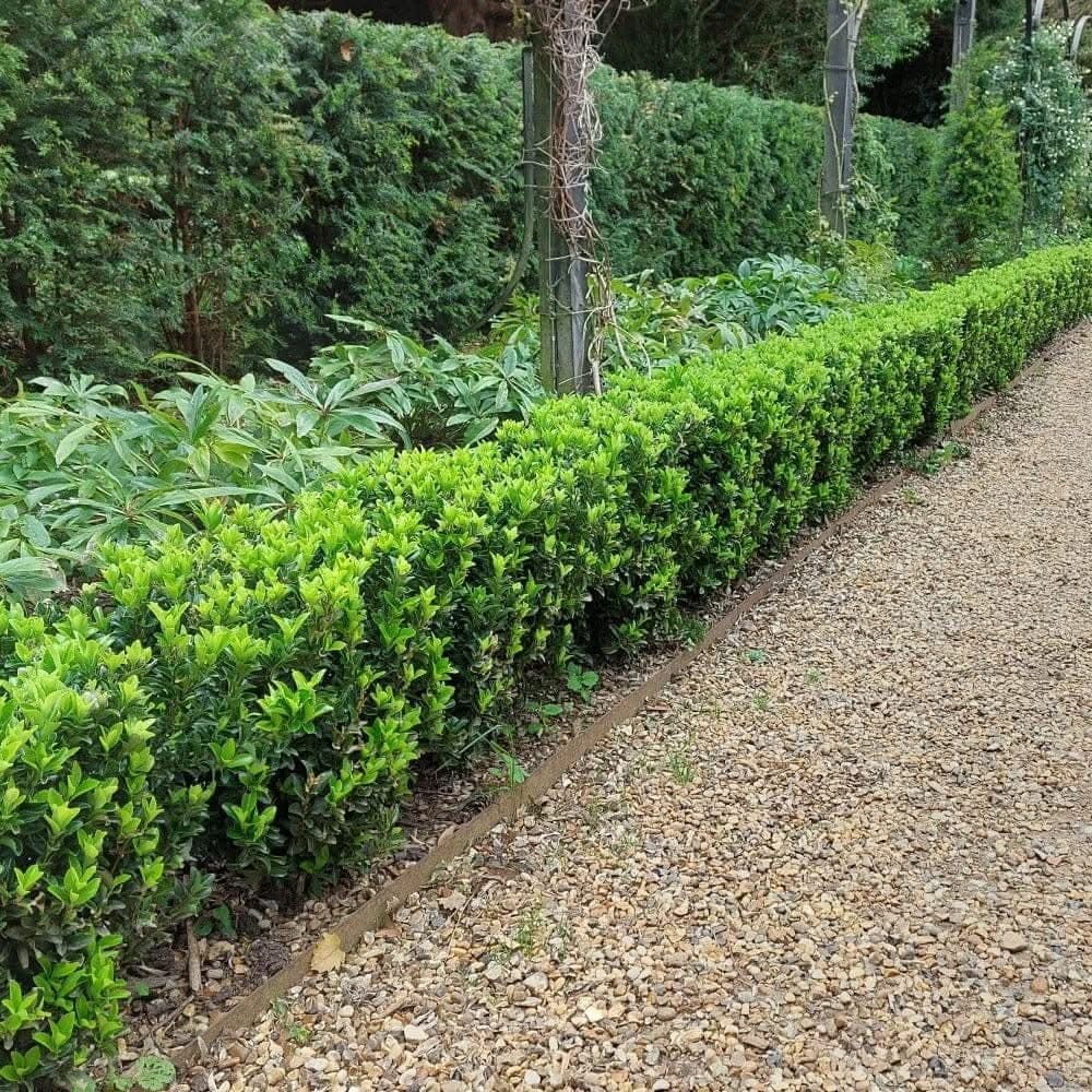 Euonymus japonicus ‘Microphyllus’