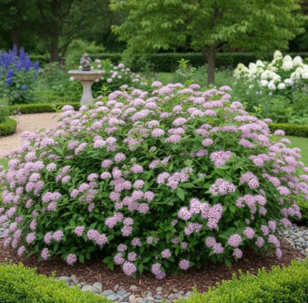 Spiraea japonica ‘Little Princess’