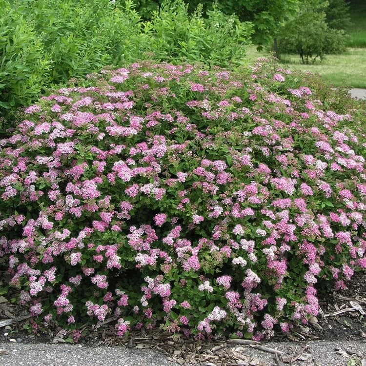 Spiraea japonica ‘Little Princess’