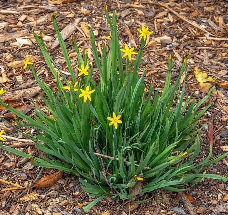 Sisyrinchium californicum