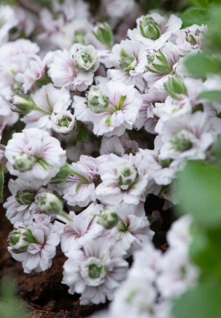 Gypsophila cerastioides ‘Plena’