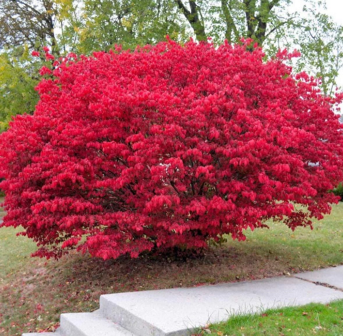 Euonymus alatus