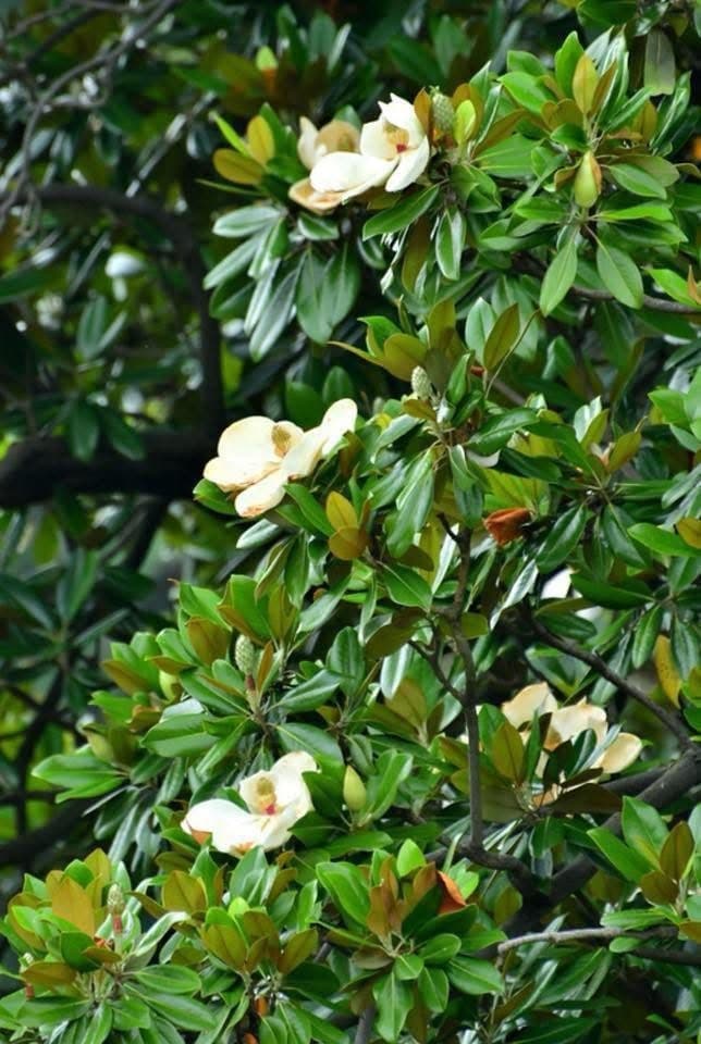 Magnolia grandiflora