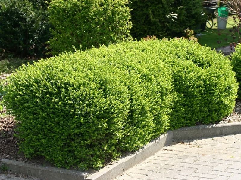 Lonicera nitida