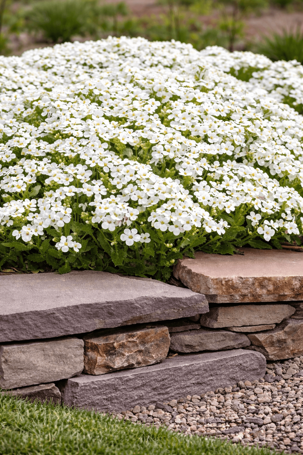 Arabis caucasica white