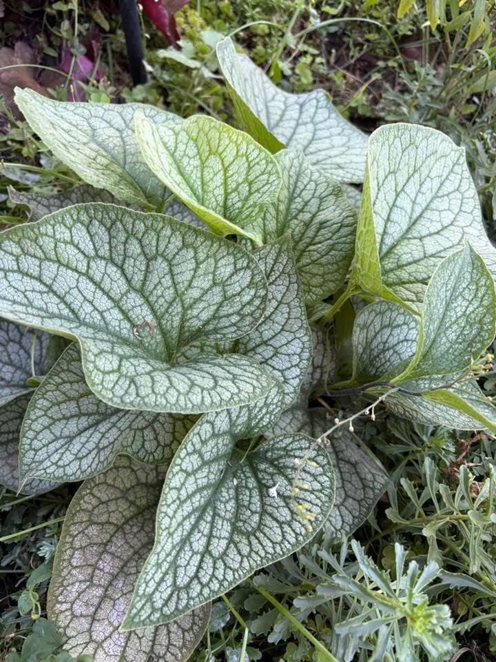 Brunnera macrophylla ‘Mega Heart’
