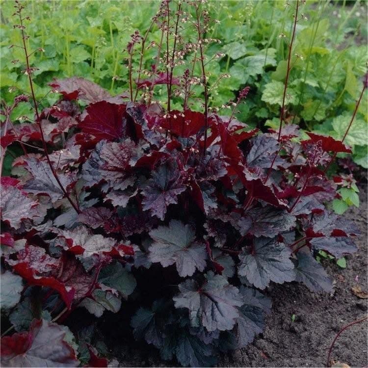Heuchera micrantha ‘Palace Purple’