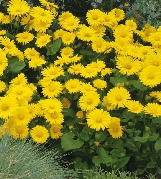 Doronicum orientale ‘Leonardo Compact’
