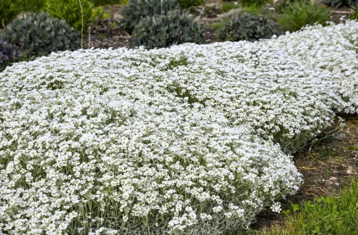 Cerastium tomentosum