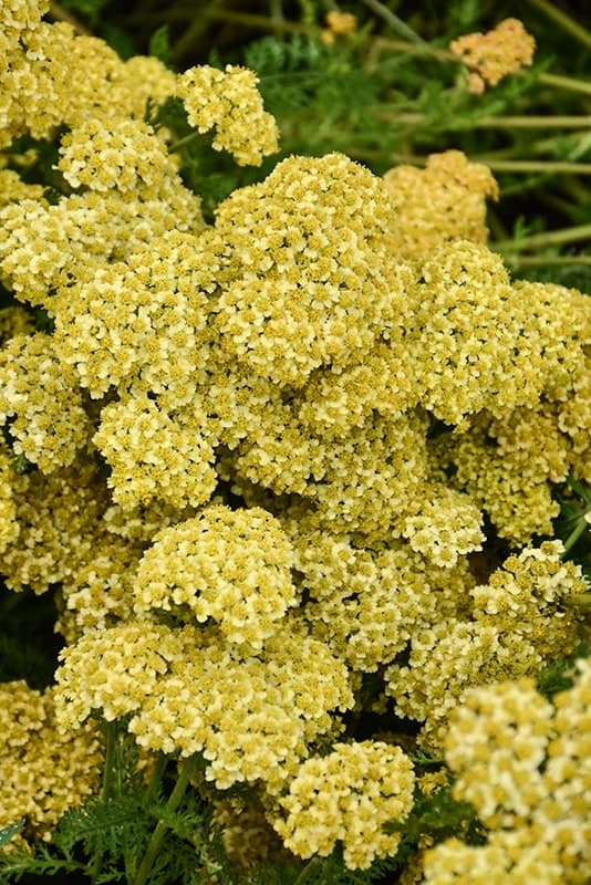 Achillea millefolium 'Milly Rockʼ Yellow Terracotta