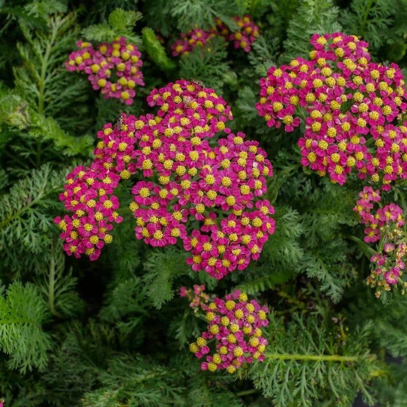 Achillea millefolium 'Milly Rockʼ Cherry