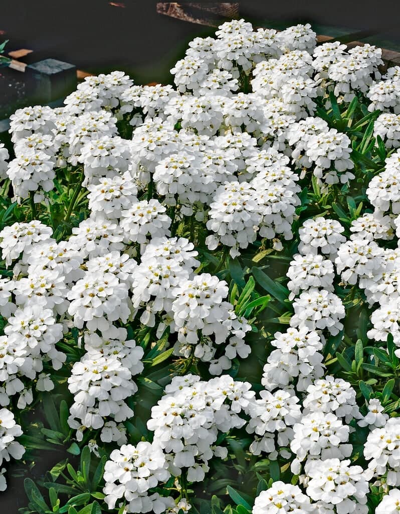 Iberis sempervirens ‘Snowflake’