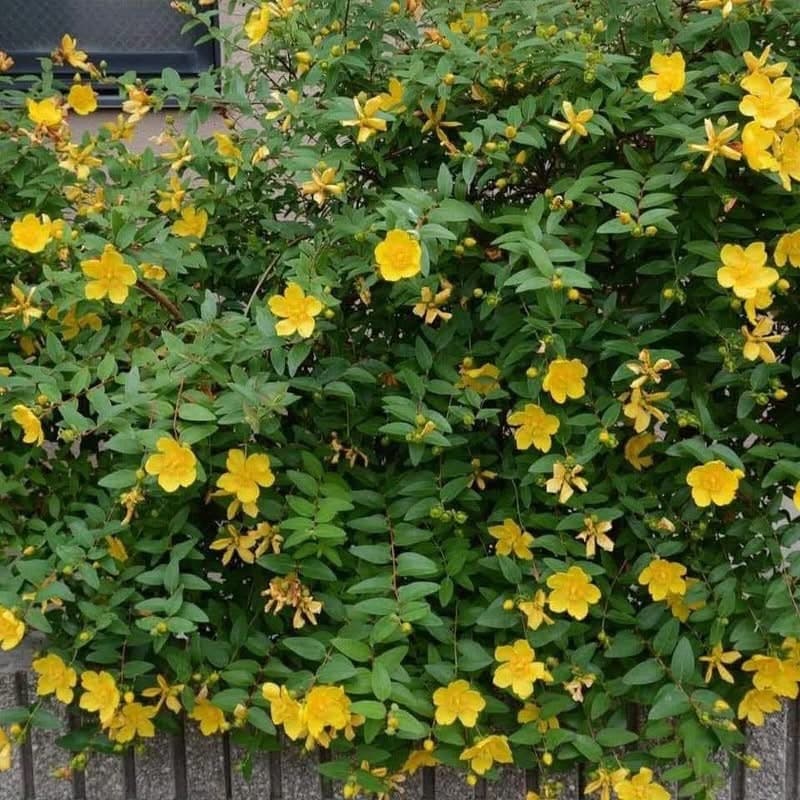 Hypericum calycinum