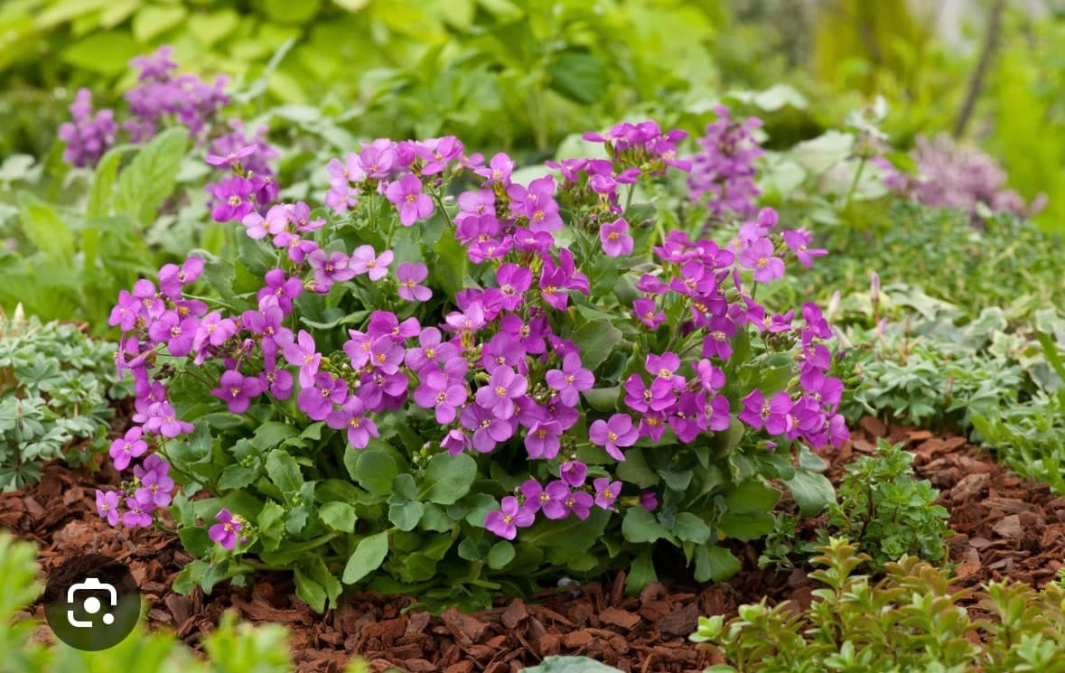 Arabis caucasica Deep rose