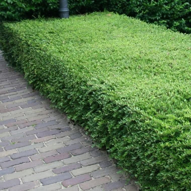 Lonicera nitida